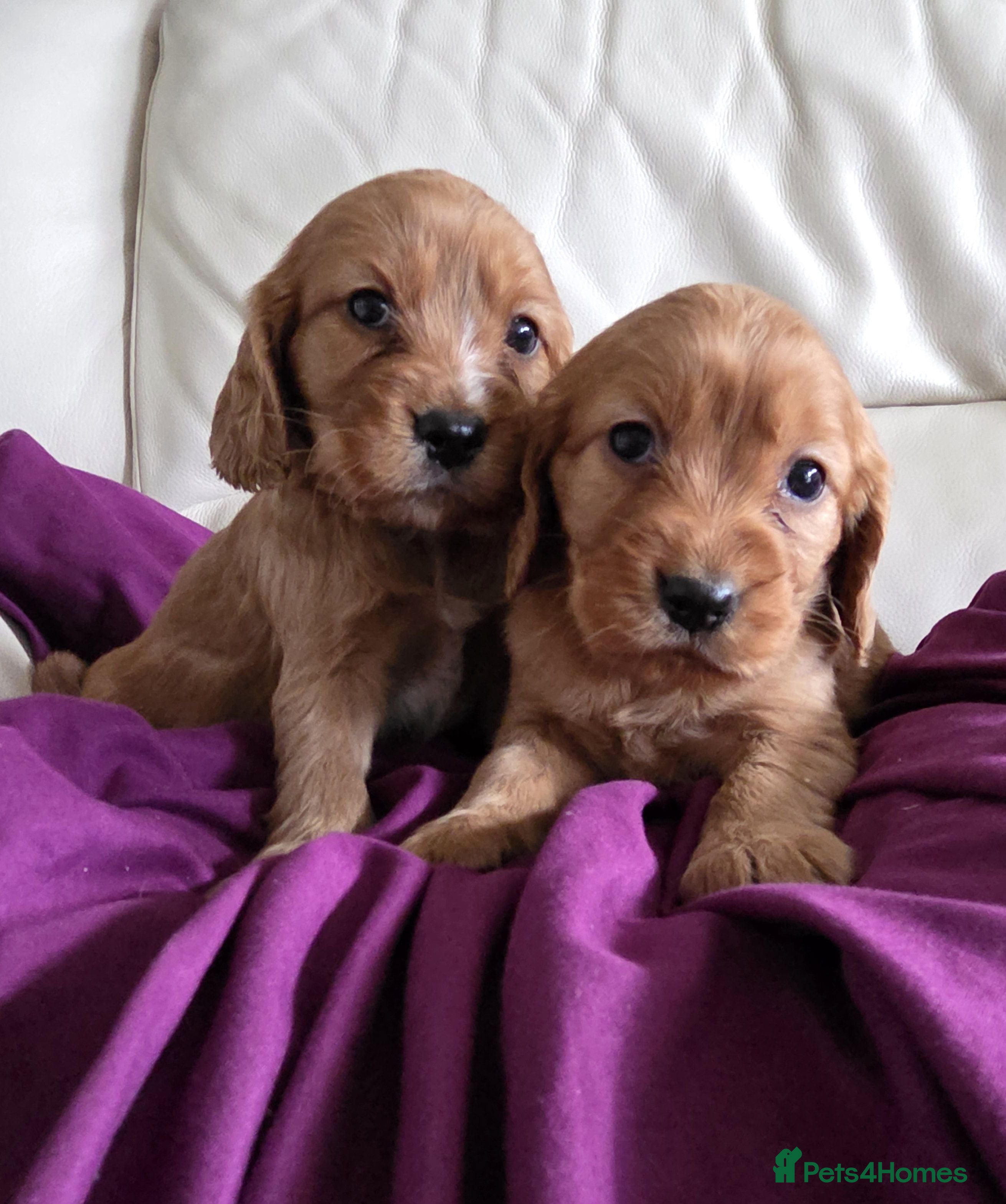 Cavalier King Charles Spaniel dogs Beautiful cavalier puppies ready 19th of dec - Advert 2