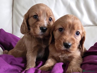 Cavalier King Charles Spaniel dogs Beautiful cavalier puppies ready 19th of dec - Advert 17