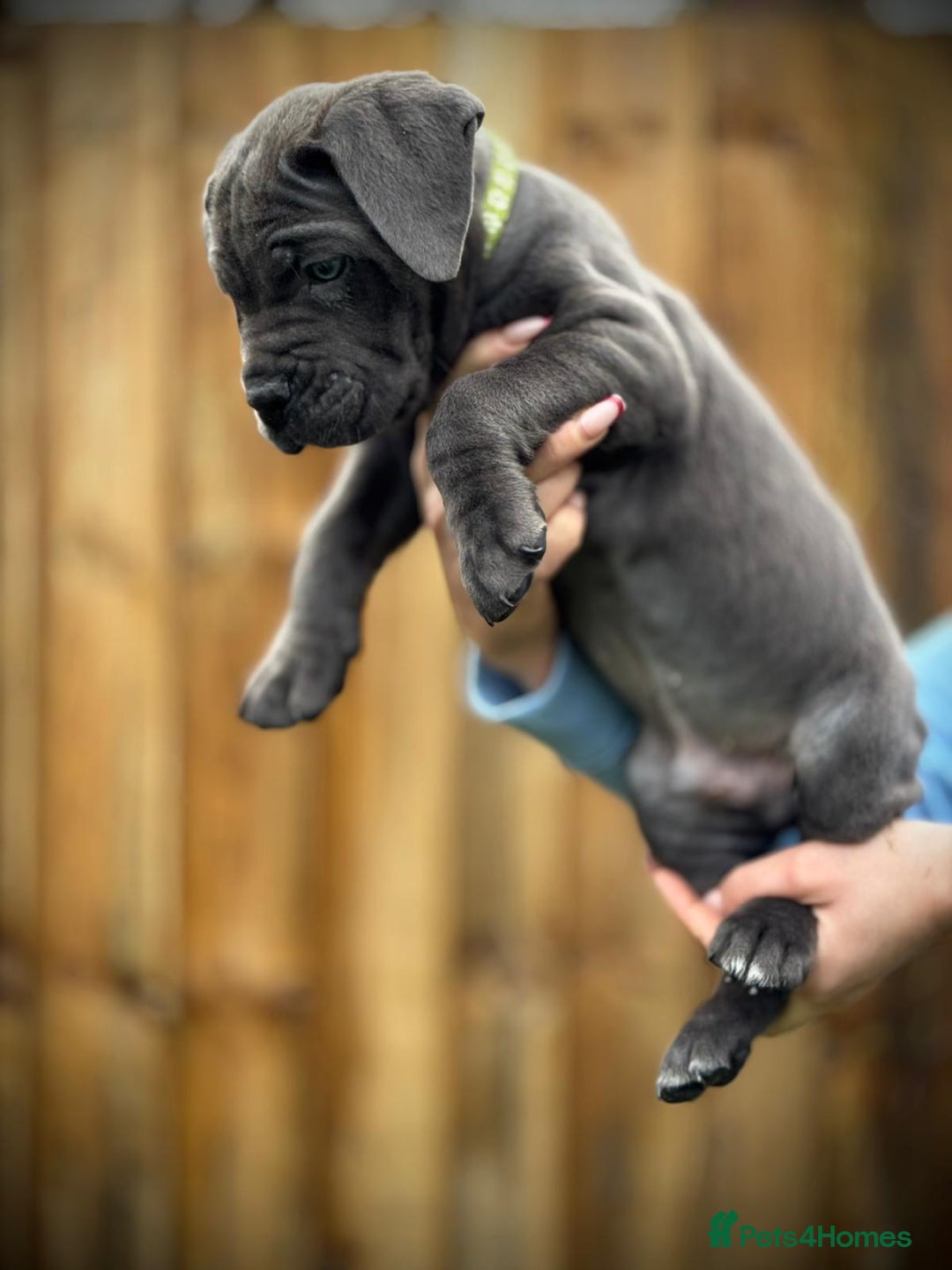 Cane Corso dogs for sale: Balestra Magica Corso IKC/FCI  - Advert 23