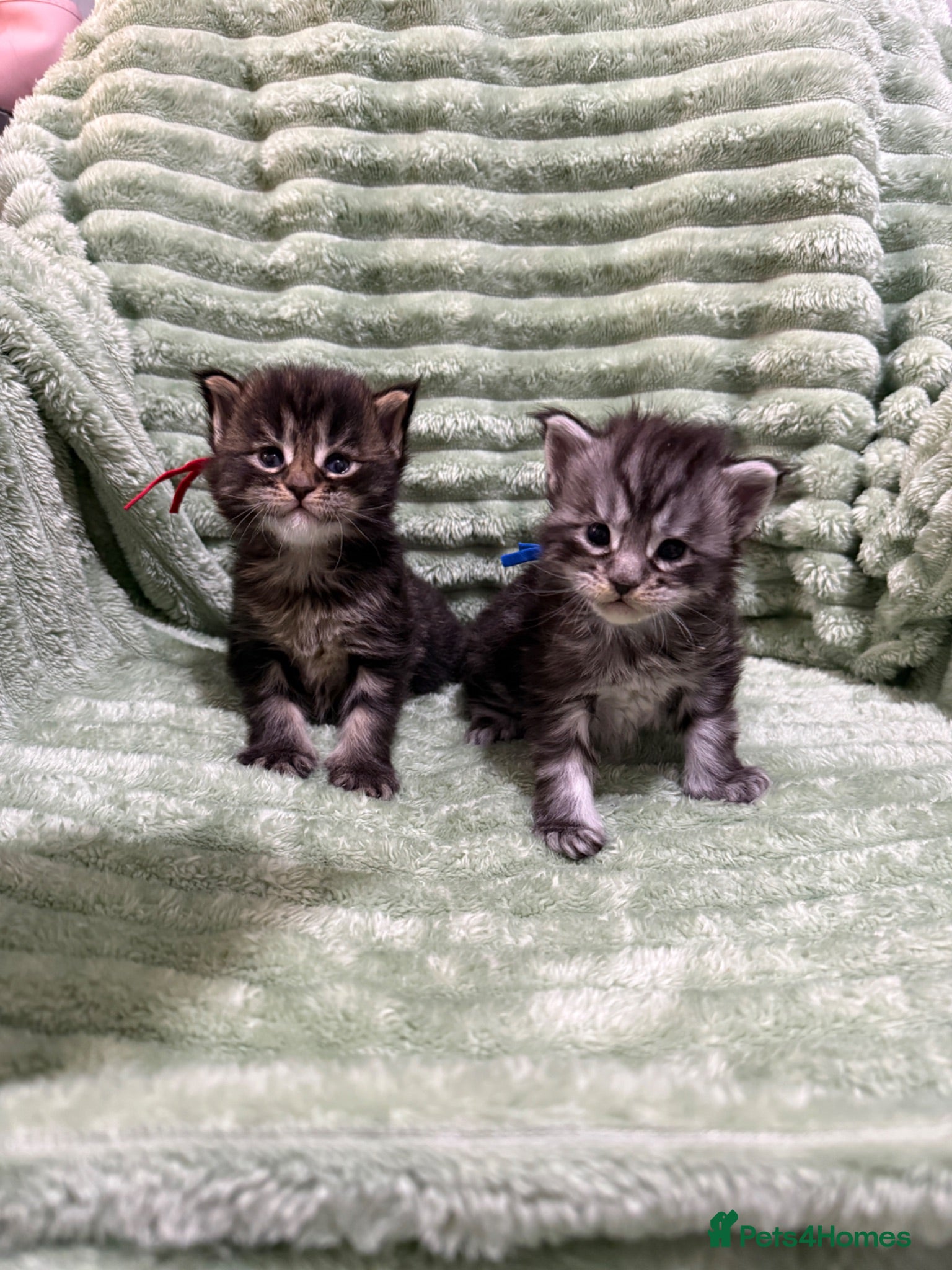 Maine Coon cats Exceptional Smoke / classic MAINCOON kittens  - Advert 8