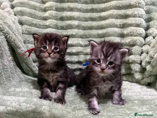 Maine Coon cats Exceptional Smoke / classic MAINCOON kittens - Advert 3