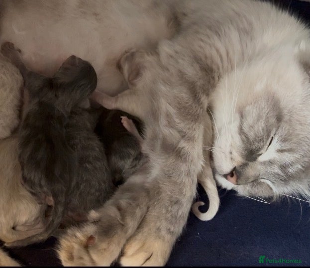 Mixed Breed cats Ragdoll x BSH Kittens READY NOW - Advert 5