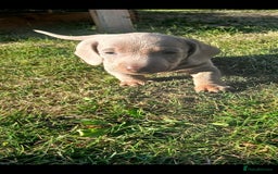 Miniature Dachshund dogs for sale: 3 left mini dachshund BOYS KC READY NOW   - Image 11