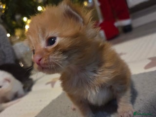 Maine Coon cats TICA registered MaineCoons 😸 - Advert 1