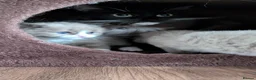Ragdoll cats for sale: Ragdoll Kittens MINK Boy & girl - Advert 7