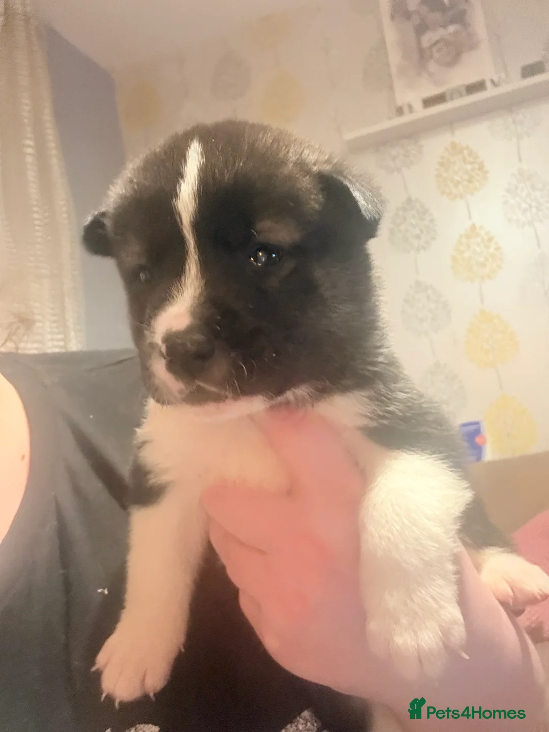 Akita dogs for sale: Akita pups March 12th ready to view  - Advert 21