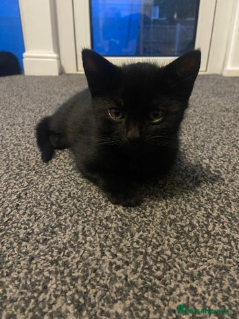 British Longhair cats - Advert 4