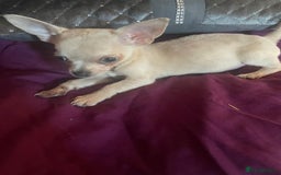 Chihuahua dogs for sale: Stunning pedigree Merle chihuahua pups  - Image 4