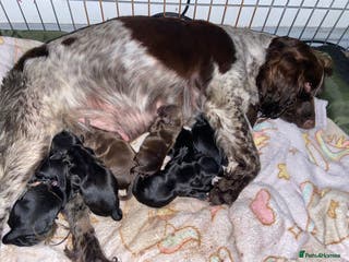 Cocker Spaniel dogs Beautiful working cocker spaniel pup - Advert 13