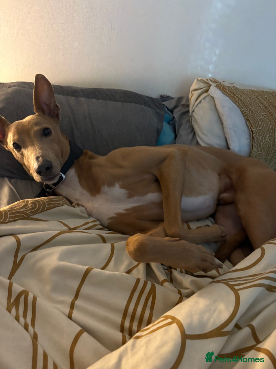 Mixed Breed dogs for sale: Rehoming 8 year old lurcher x greyhound - Advert 9