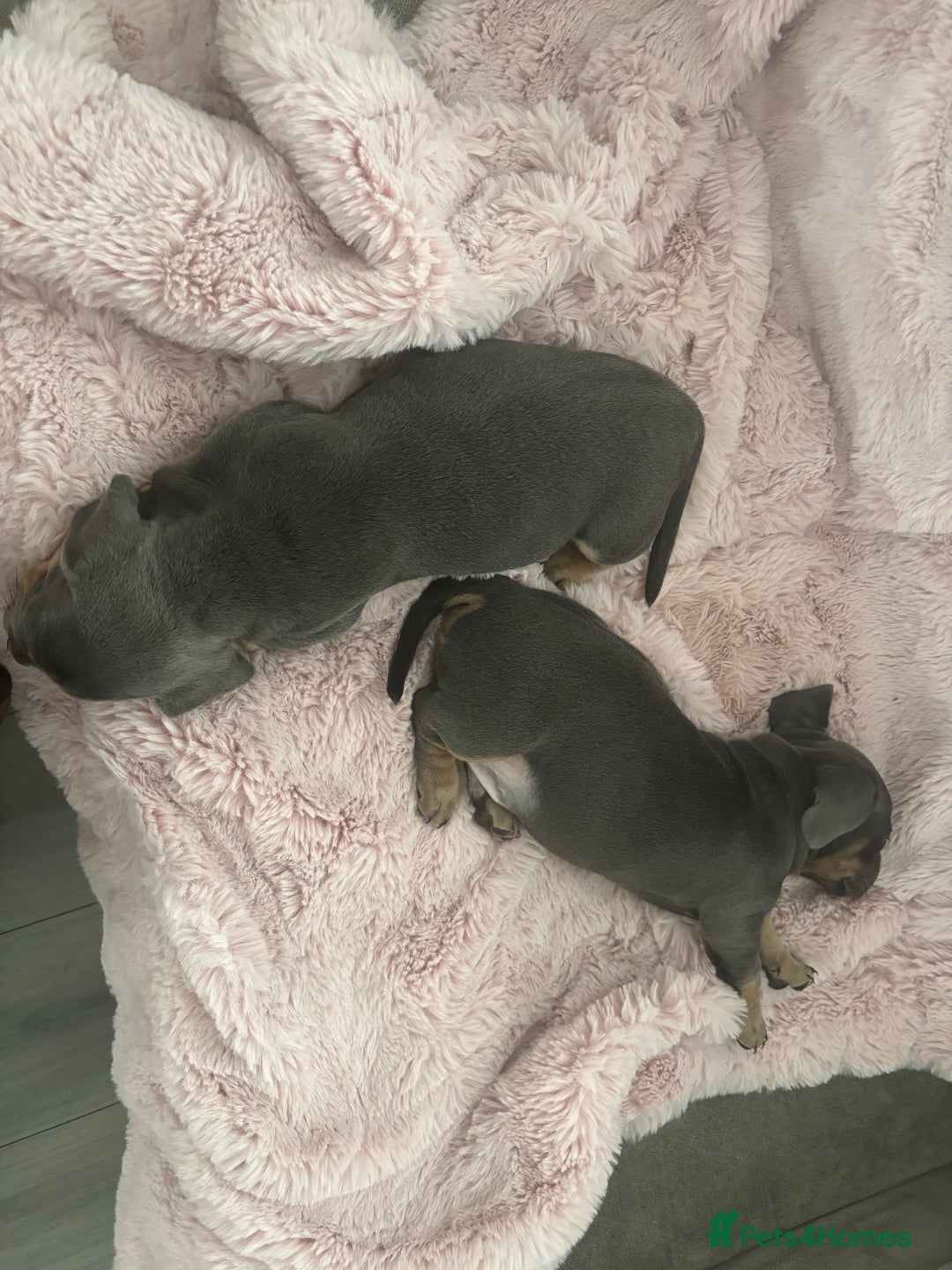 Mixed Breed dogs for sale: miniature french bulldog X miniature dachshund  - Image 8