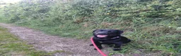 Labrador Retriever dogs for sale: Beautiful Labrador Retriever Puppies  - Advert 23