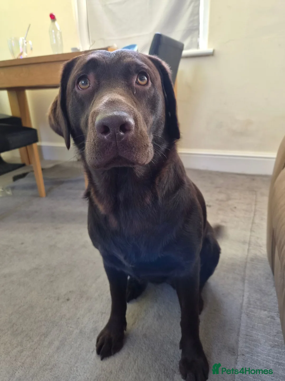 Labrador Retriever dogs for sale: Labrador - Advert 2