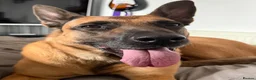Belgian Shepherd Dog dogs for sale: Jamie 4 year old cross breed Belgian Mealios  - Advert 1