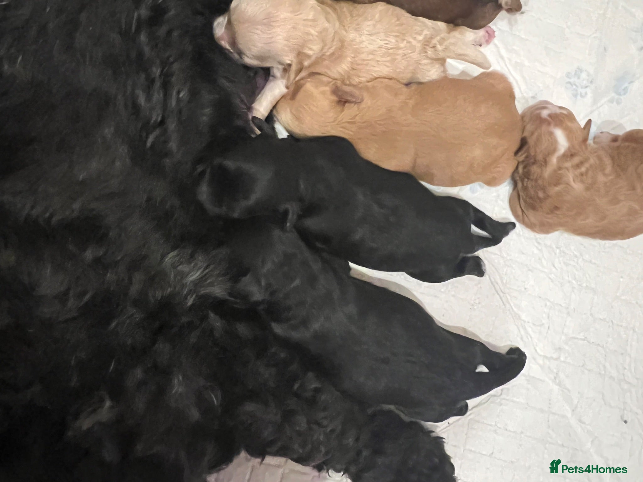 Shihpoo dogs Gorgeous f1 Shih poo puppies - Advert 11