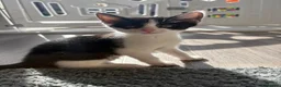 Mixed Breed cats for sale: Adorable kittens ready for there loving homes  in Hailsham - Advert 2