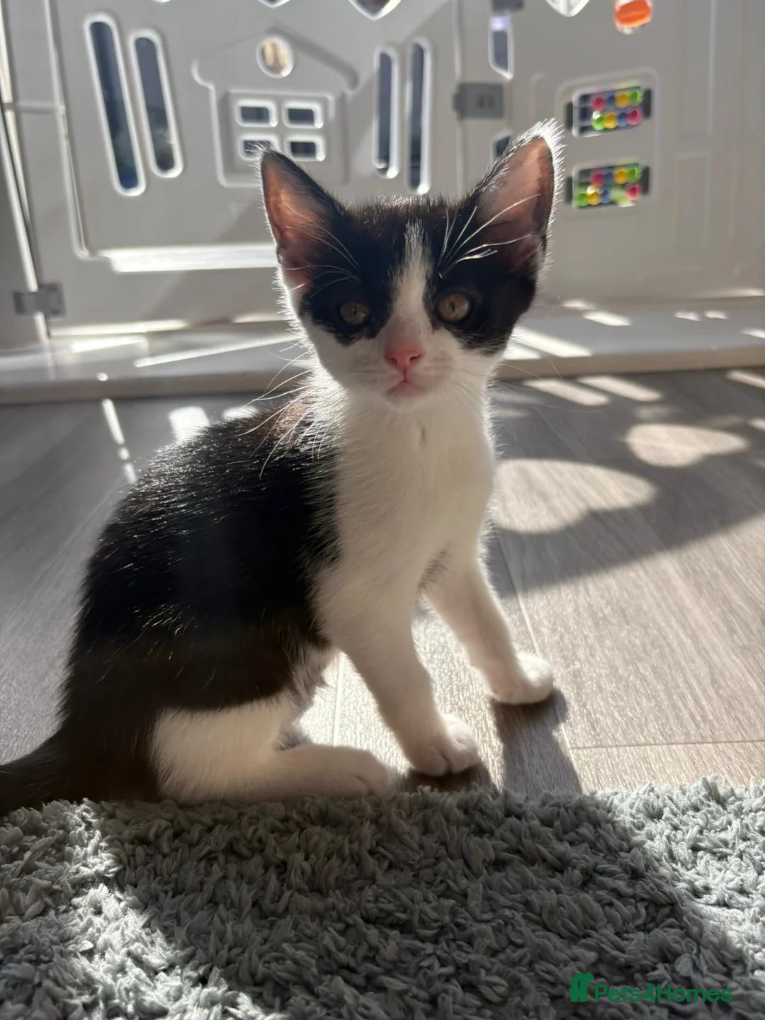 Mixed Breed cats for sale: Adorable kittens ready for there loving homes  in Hailsham - Advert 2