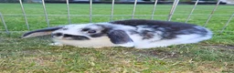 Mini Lop rabbits for sale: Gorgoeus mini lop baby rabbits - Advert 4