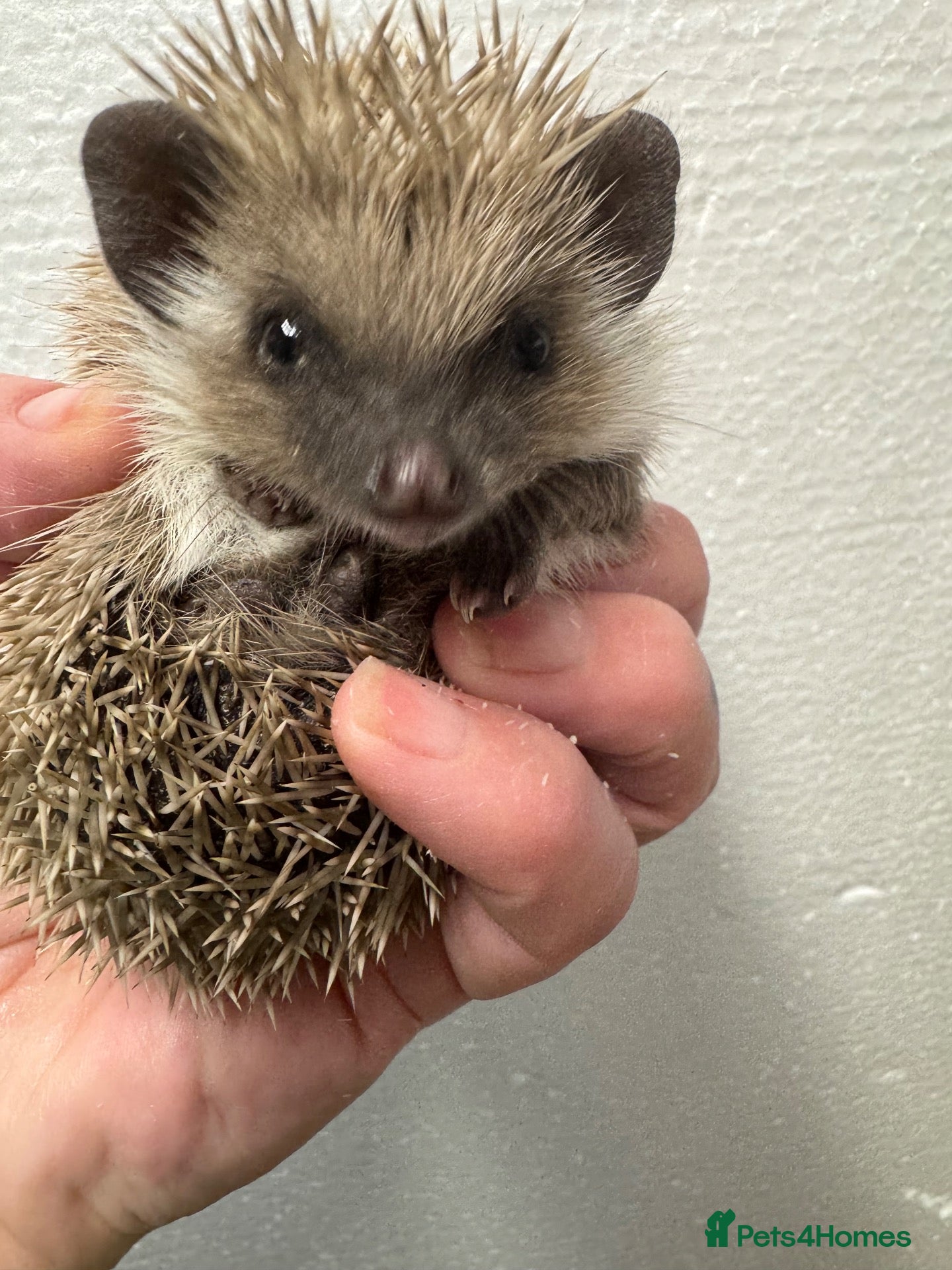 Pygmy Hedgehog rodents APH  full masked cinnamon boy - 9 weeks  - Advert 1