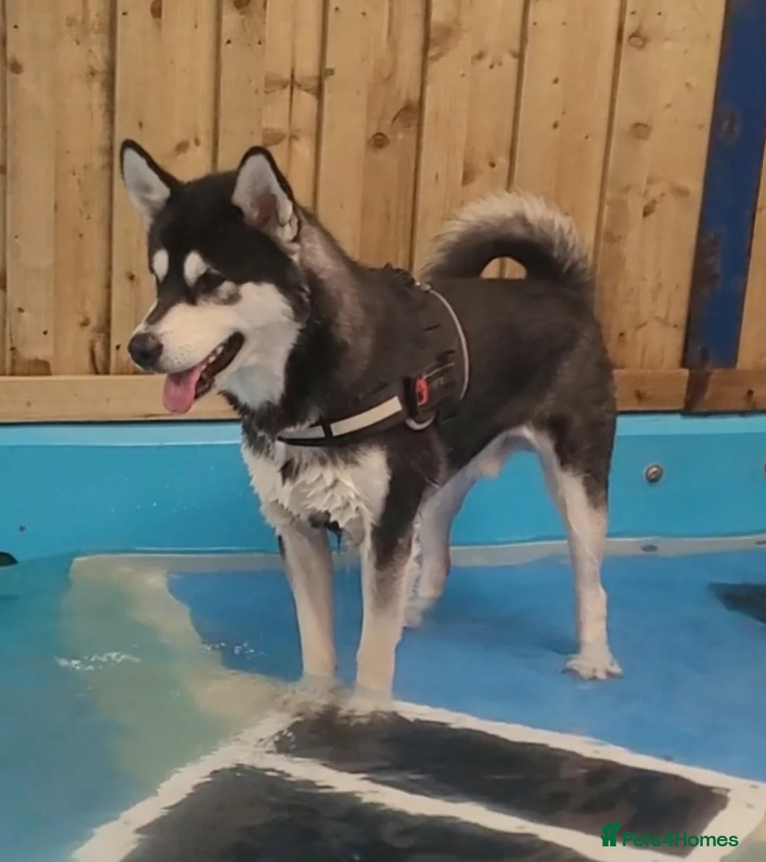 Alaskan Malamute dogs for stud: "Proven" Alaskan malamute for stud  in Sheffield - Advert 6