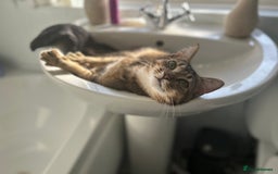 Mixed Breed cats for sale: 1 year old tabby cat - Image 3