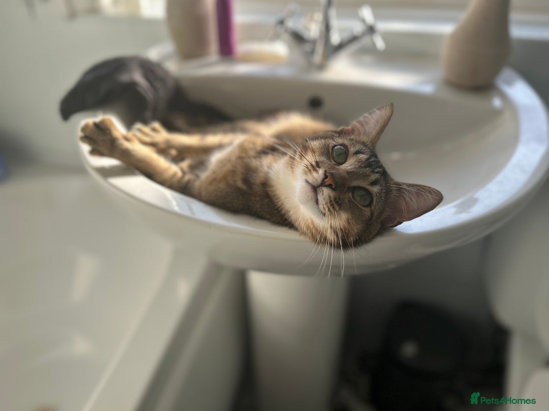 Mixed Breed cats for sale: 1 year old tabby cat - Image 3