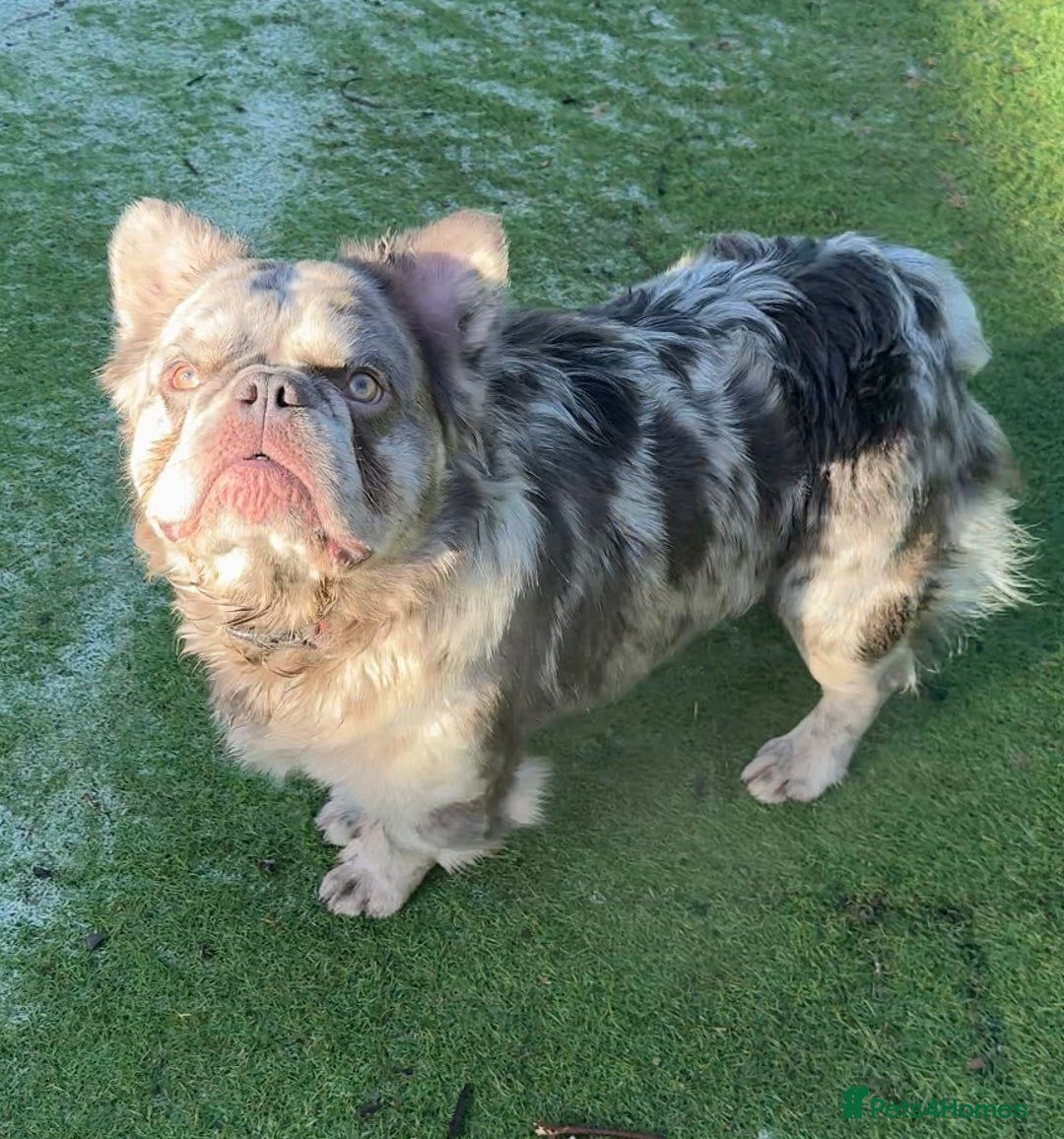 French Bulldog dogs for sale: Fabulous male fluffy frenchie 1.5 years old - Image 7