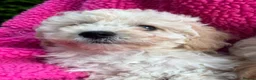 Poochon dogs for sale: 🌺3 POOCHON GIRLS in CHESHIRE🌺-Ready Fri  - Advert 12