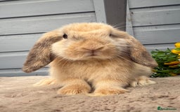 Mini Lop rabbits for sale: Stunning mini lop babies - Image 5