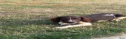 English Springer Spaniel dogs for sale: Stunning springer spaniel  - Advert 2