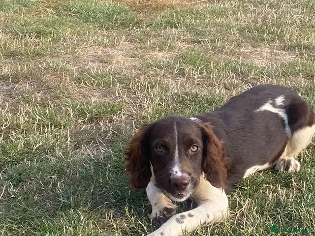 English Springer Spaniel dogs for sale: House trained / good re call / heavily marked - Advert 2