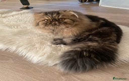 Persian cats for sale: Exceptional GCCF Persian baby    - Image 9