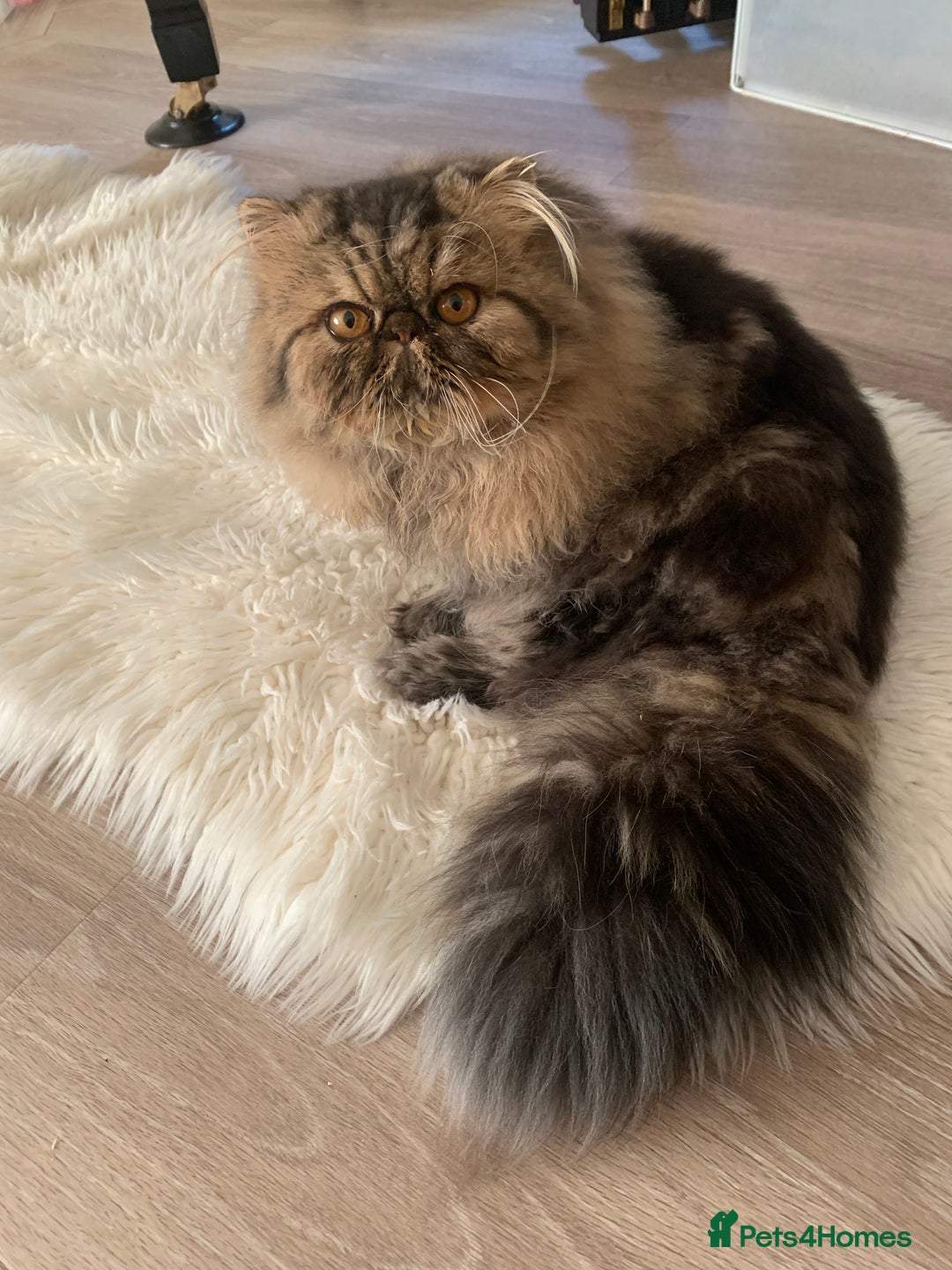 Persian cats for sale: Exceptional GCCF Persian baby    - Image 9