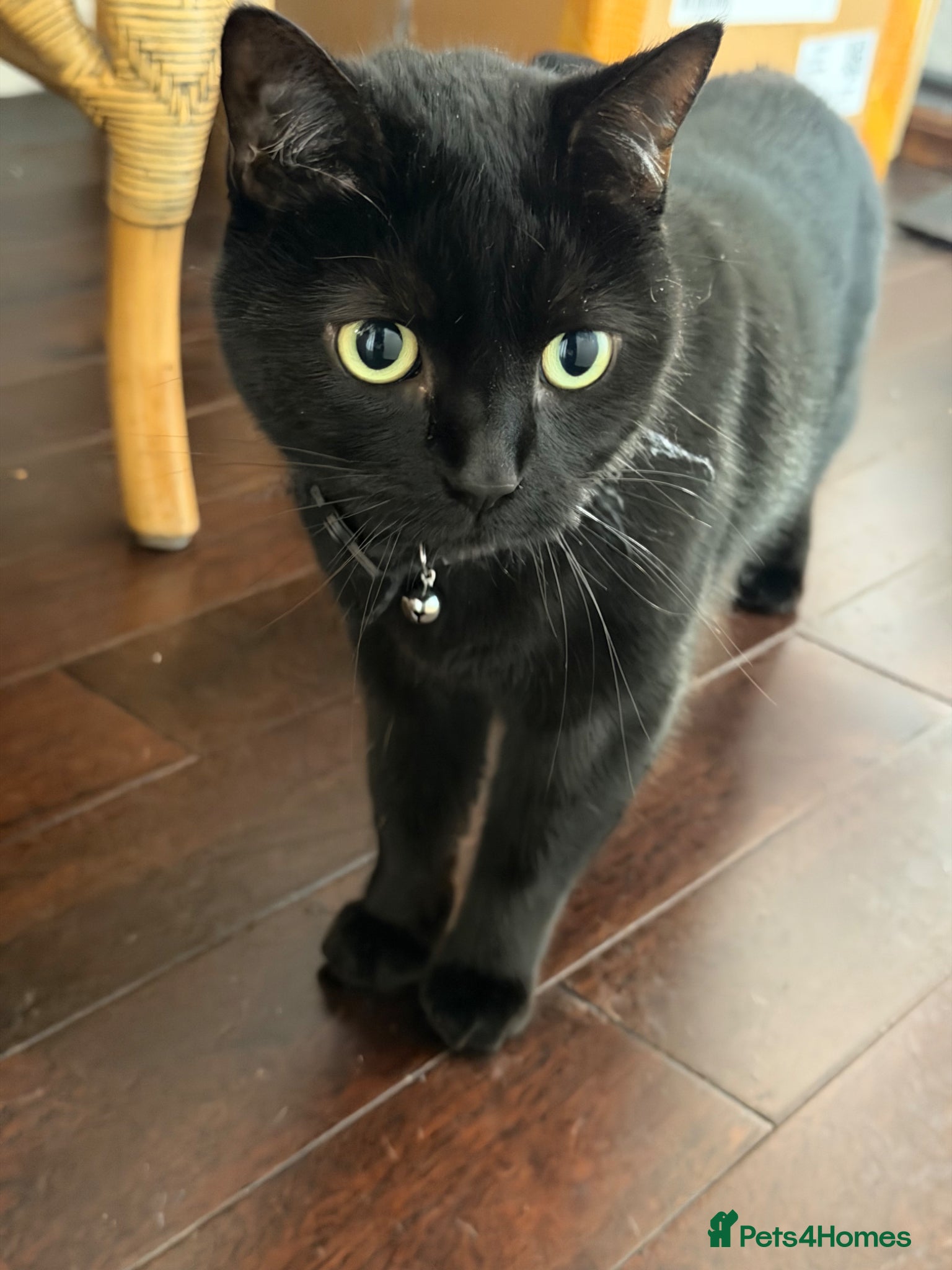 Mixed Breed cats 2 cats looking for a loving home - Advert 5