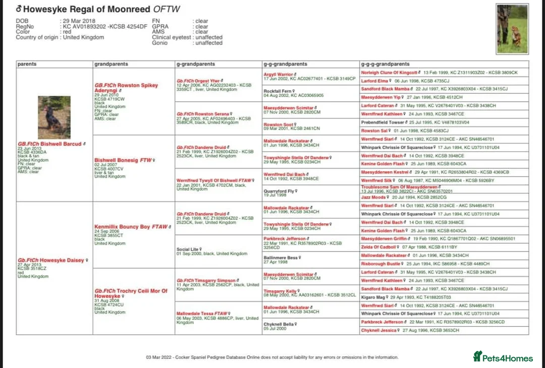 Cocker Spaniel dogs for stud: FTCH Howesyke Regal - Working Cocker in Orpington - Advert 3