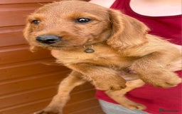 Labradoodle dogs for sale: Labradoodle  - Image 4