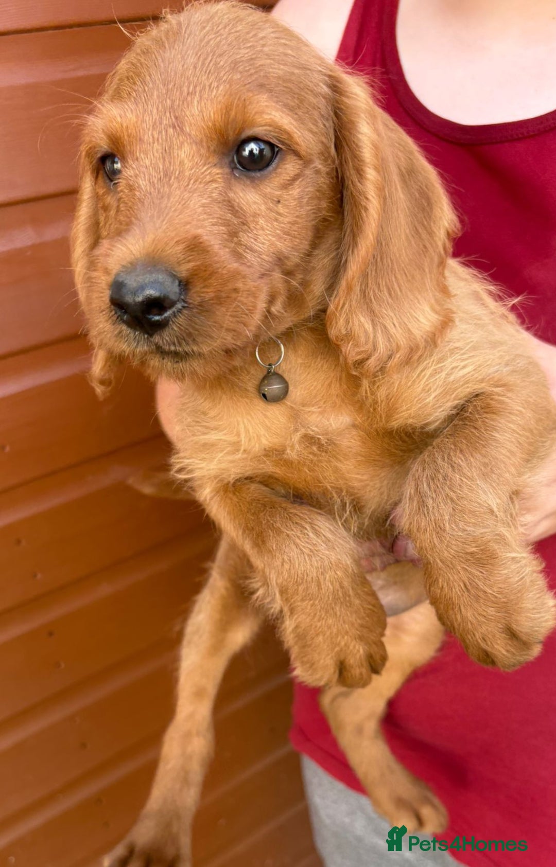 Labradoodle dogs for sale: Labradoodle  - Image 4