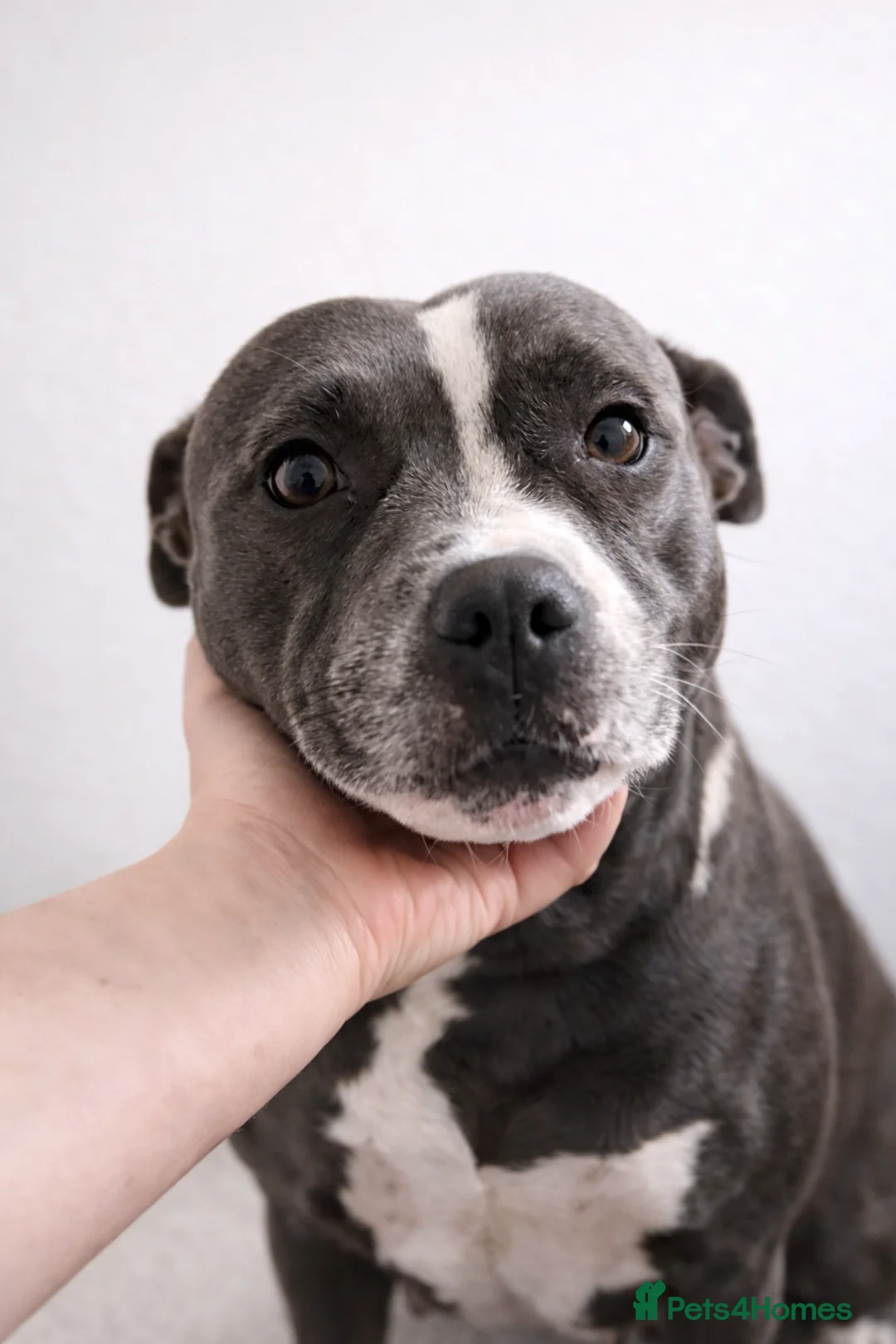 Staffordshire Bull Terrier dogs for sale: 👉 KC Blue Staffy Puppies – DNA Clear🔥 - Advert 3