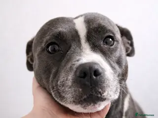 Staffordshire Bull Terrier dogs 👉 KC Blue Staffy Puppies – DNA Clear🔥 - Advert 18