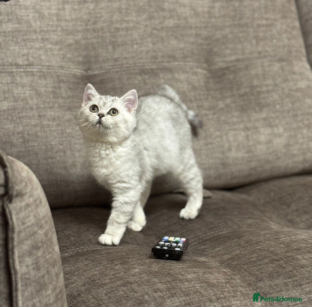 British Shorthair cats for sale: 2 TICA registered BSH kittens  - Advert 32