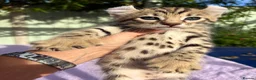 Keetso cats for sale: Stunning wild looking polydactyl curl ear keetsos  - Advert 36