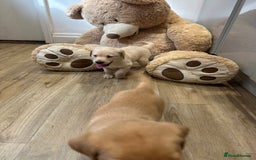Labrador Retriever dogs for sale: My lovely Labrador puppies - Image 25
