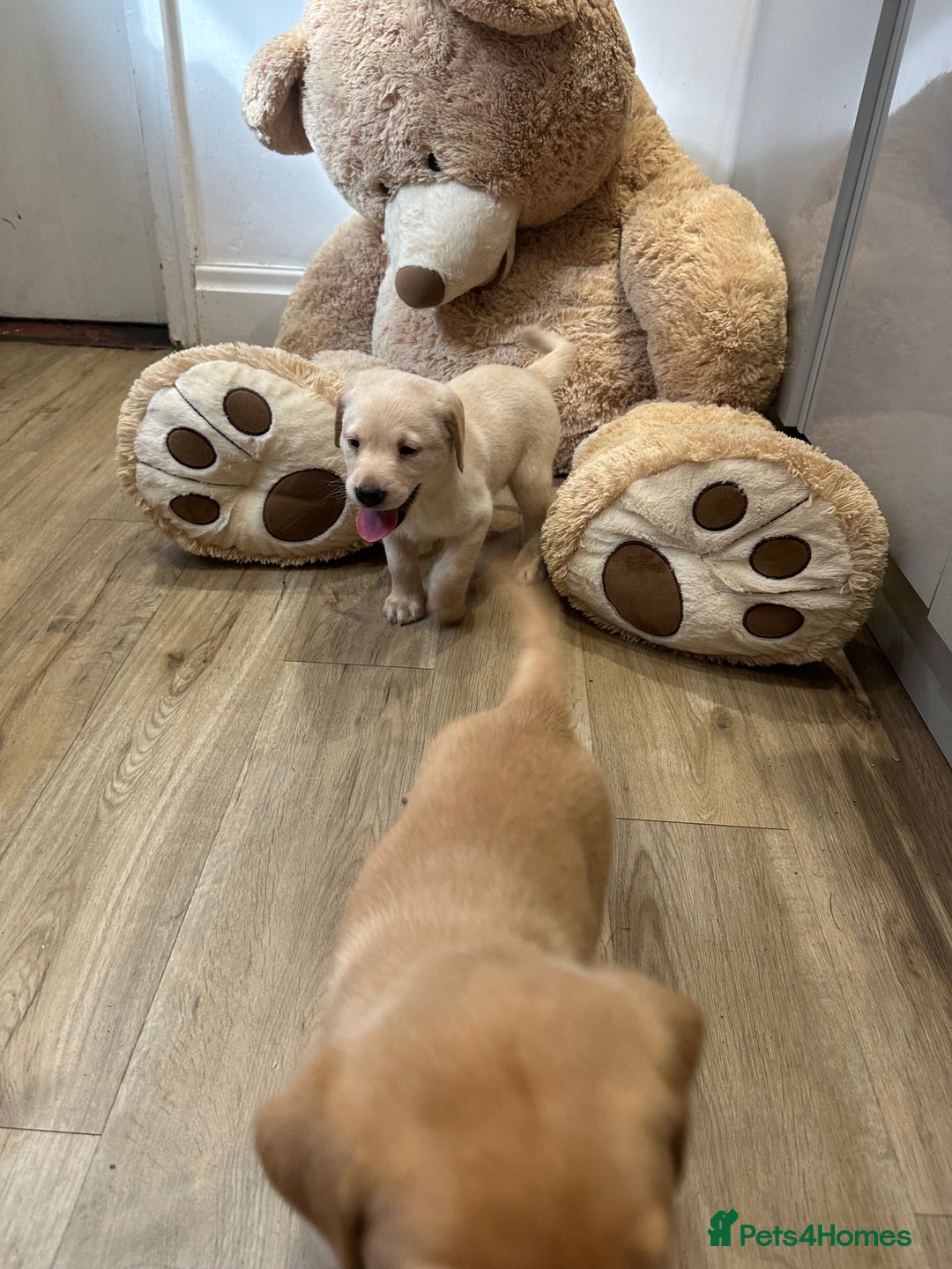 Labrador Retriever dogs for sale: My lovely Labrador puppies - Image 25