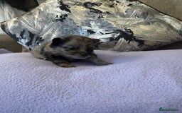 Pomchi dogs for sale: 3/4 Pomeranian  - Image 9