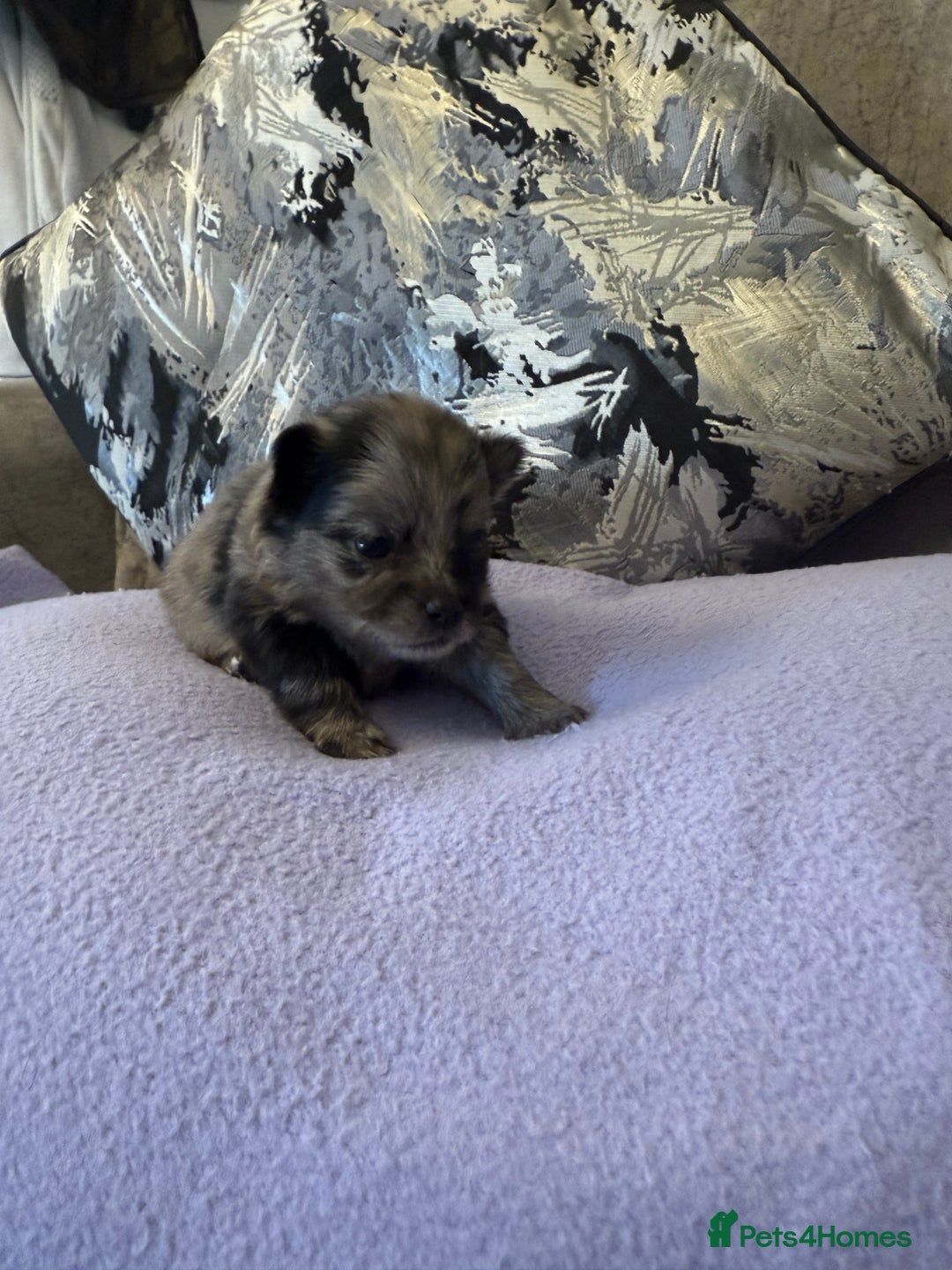 Pomchi dogs for sale: 3/4 Pomeranian  - Image 9