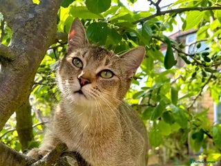 Abyssinian cats 6 Abyssinian & Tabby Kittens Available - Advert 1