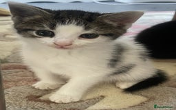 Mixed Breed cats for sale: 4 Sweet tempered kittens looking for loving homes - Image 4