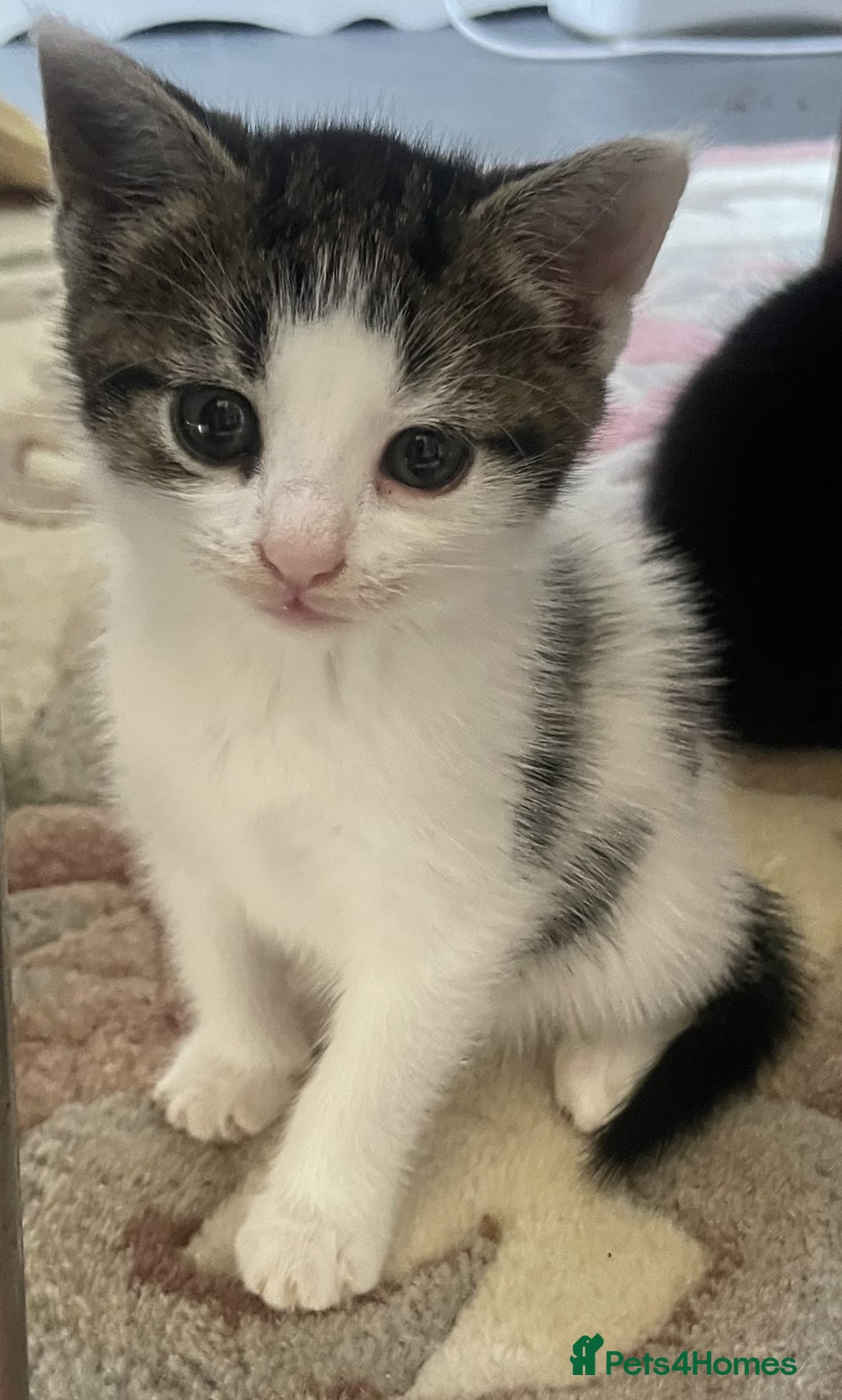 Mixed Breed cats for sale: 4 Sweet tempered kittens looking for loving homes - Image 4