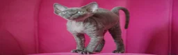 Devon Rex cats for sale: ❤️ Pure Line Devon Rex Kittens Available ❤️ - Advert 6