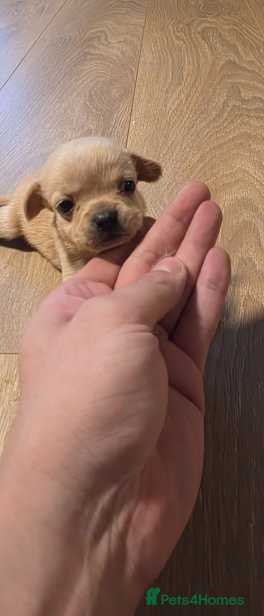 Chihuahua dogs for sale: Long & short haird chihuahua puppies  in Wirral - Advert 25